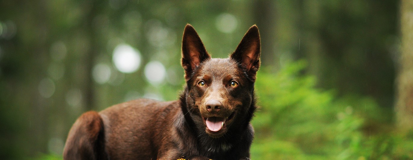 Australian kelpie ligger på en stubbe.