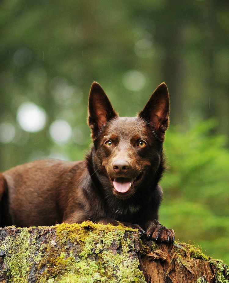 Australian kelpie ligger på en stubbe.