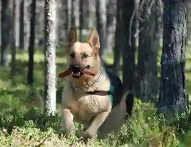 Schäfer springer i skogen. Foto: Kristina Svensson