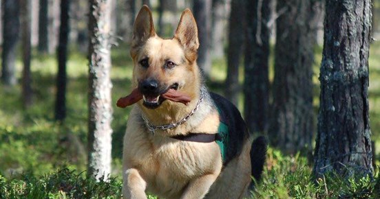 Schäfer springer i skogen. Foto: Kristina Svensson