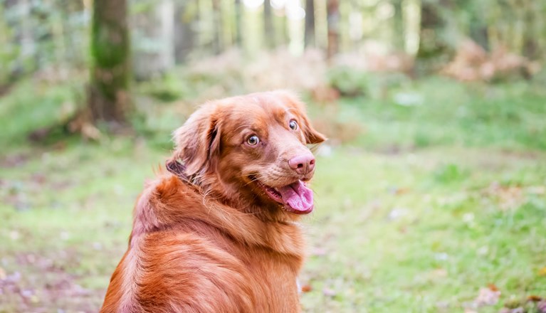 Hund tittar in i kameran