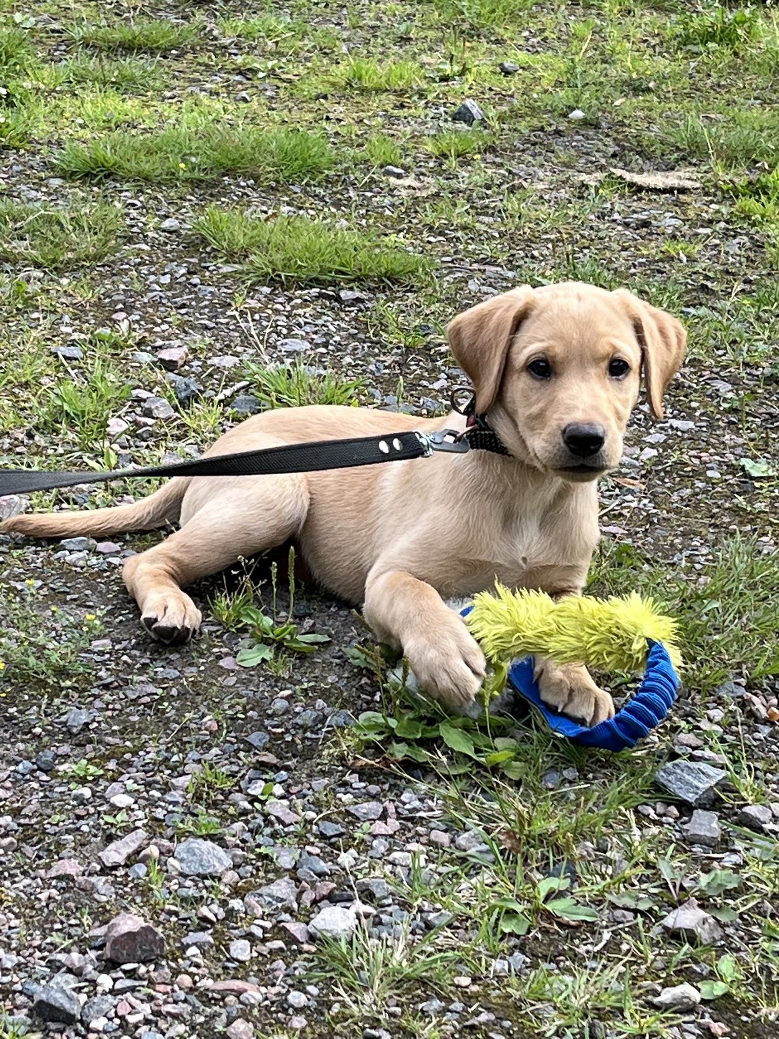 labrador retriever valp