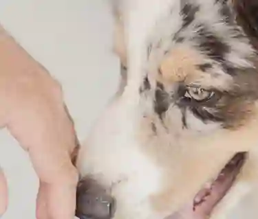 Colliehund nosar på en hand