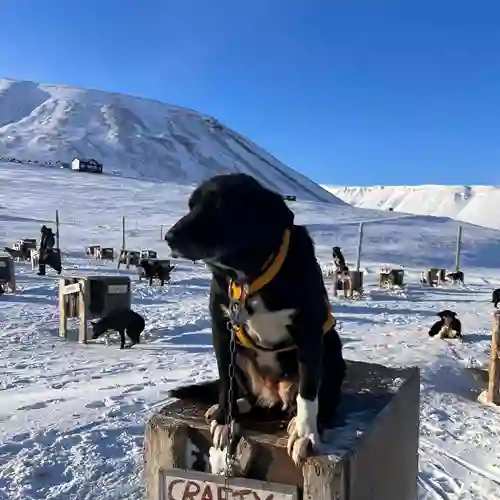 Hund i vackert vinterland 