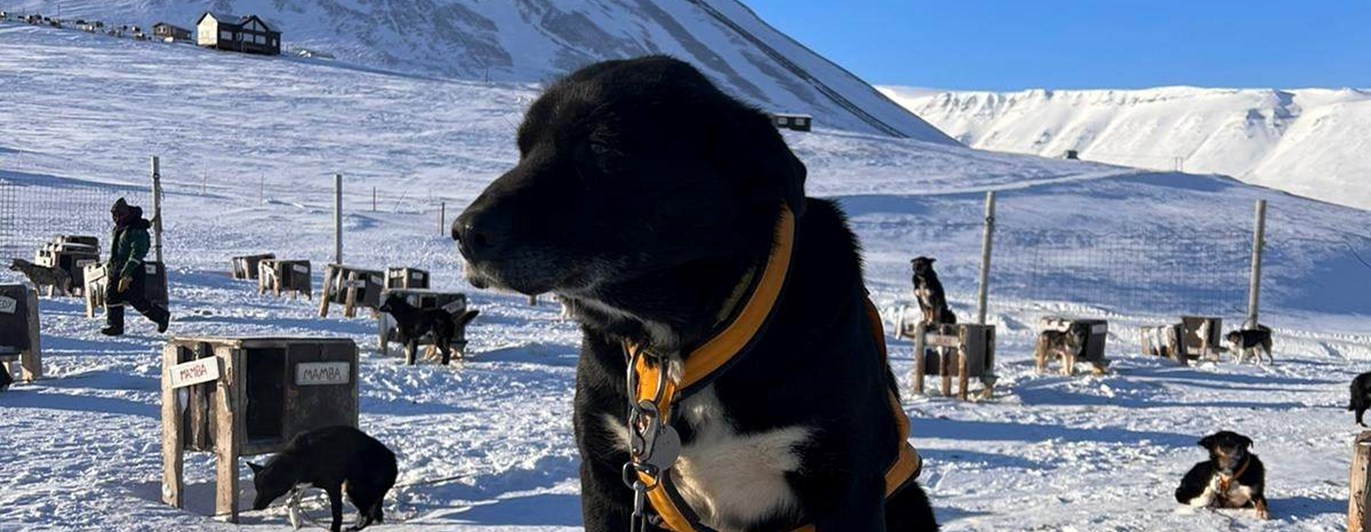 Hund i vackert vinterland