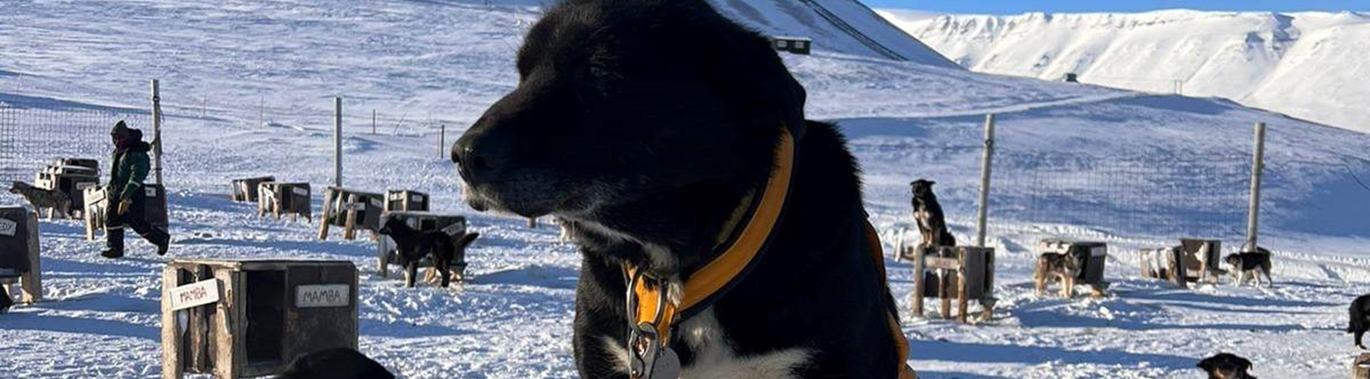 Hund i vackert vinterland