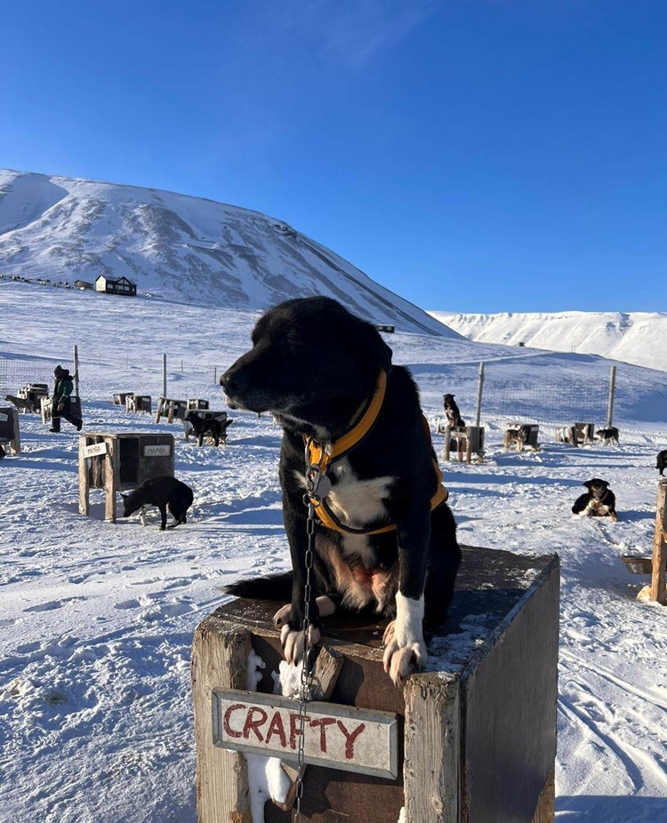 Hund i vackert vinterland