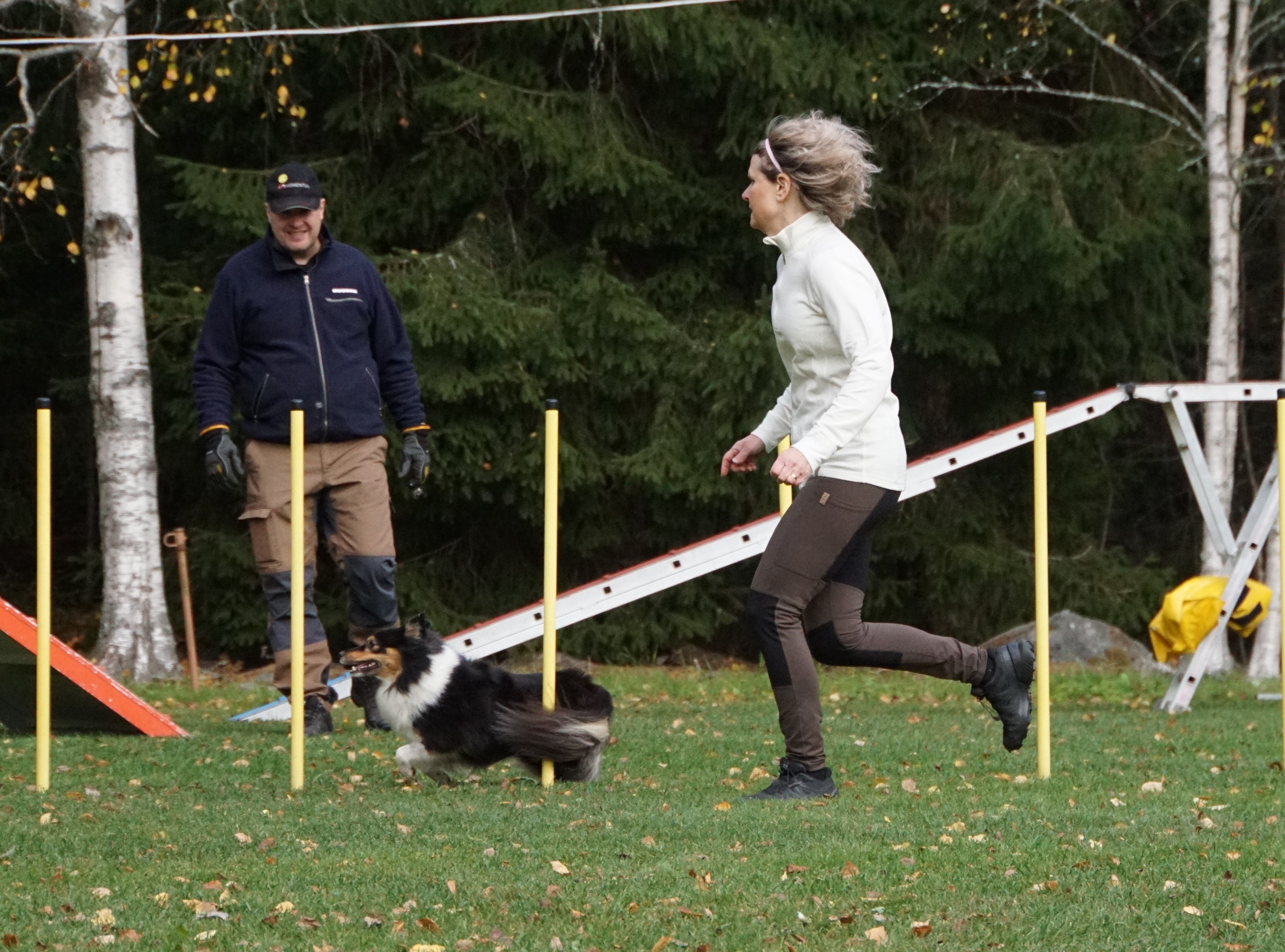 Agilitytävling med Shetland Sheepdogen Jackie som springer mellan pinnar