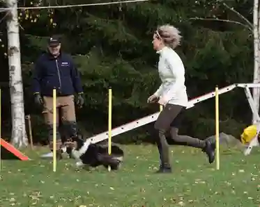Agilitytävling med Shetland Sheepdogen Jackie som springer mellan pinnar