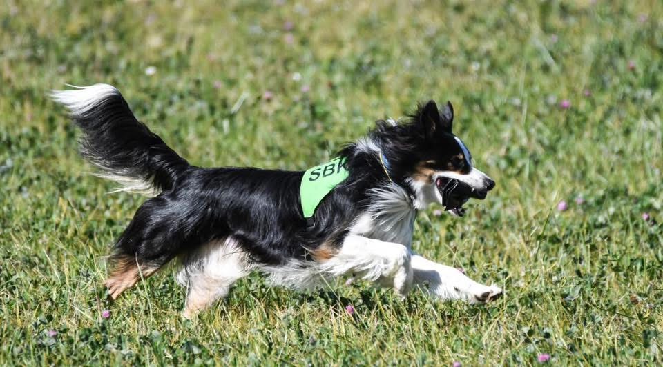 En border collie tränar sök och springer snabbt i skolskenet över en äng