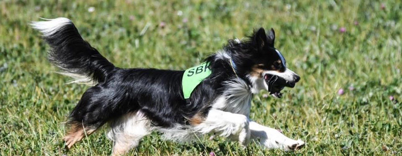 En border collie tränar sök och springer snabbt i skolskenet över en äng