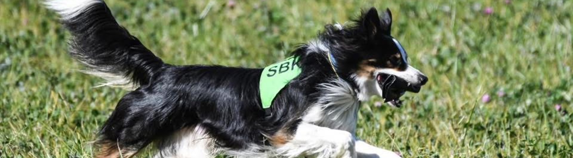 En border collie tränar sök och springer snabbt i skolskenet över en äng