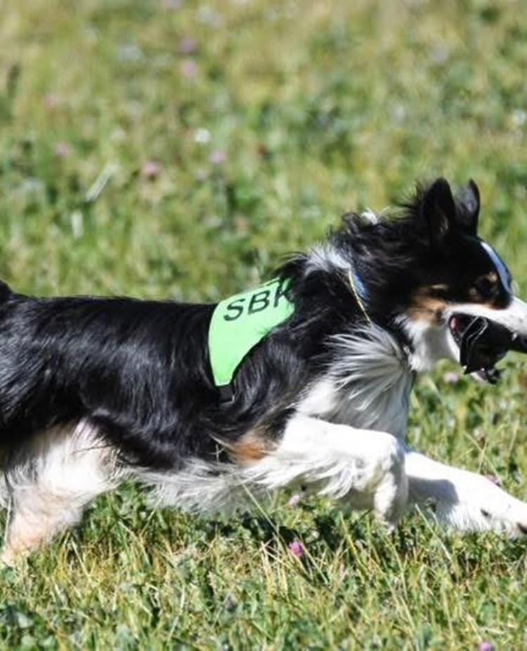 En border collie tränar sök och springer snabbt i skolskenet över en äng
