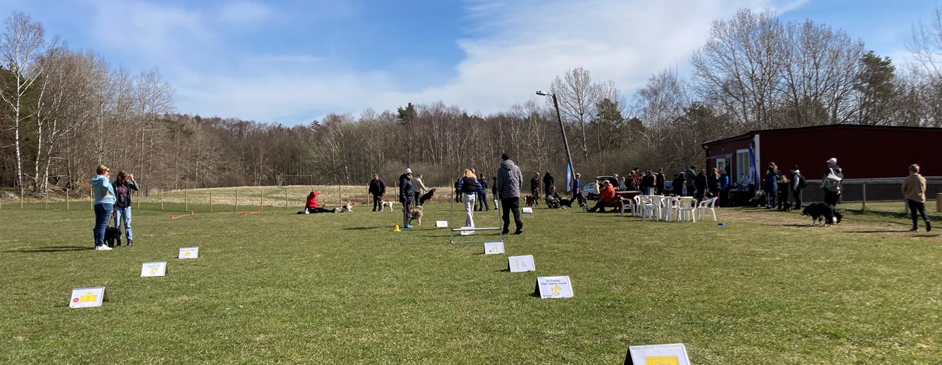 Bilden visar en rad med rallylydnadsskyltar och några människor och hundar i bakgrunden