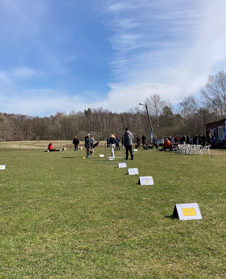Bilden visar en rad med rallylydnadsskyltar och några människor och hundar i bakgrunden