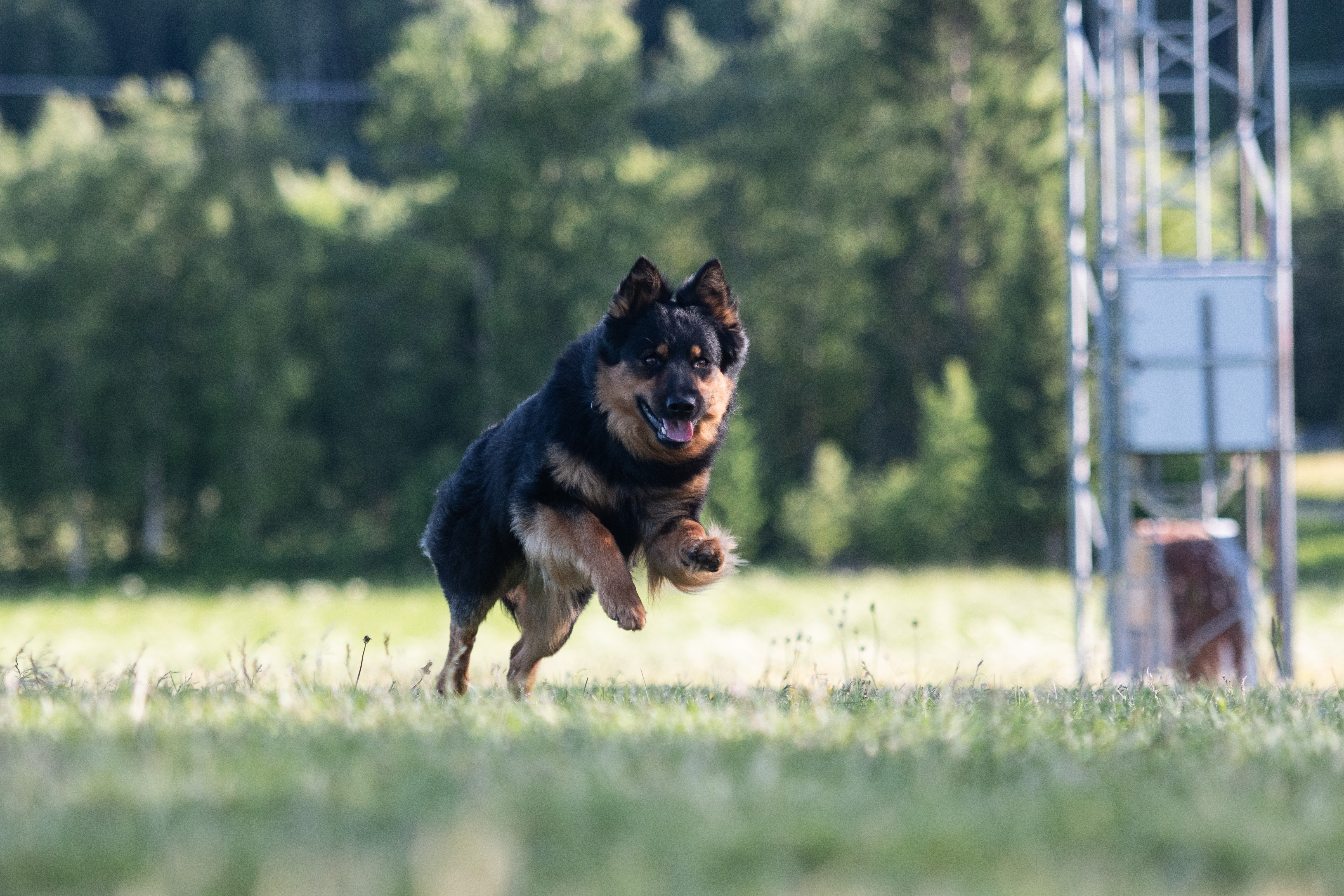 Borys, en Chodský Pes , galopperar över lydnadsplanen.