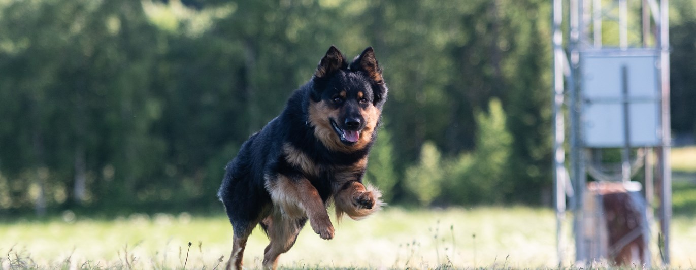 Borys, en Chodský Pes , galopperar över lydnadsplanen.