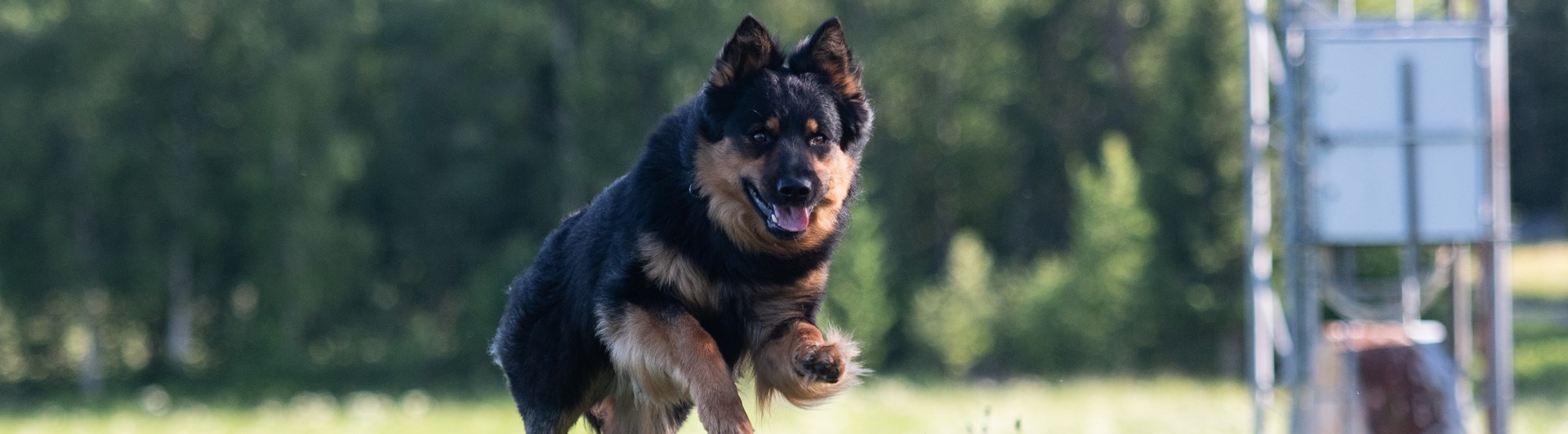 Borys, en Chodský Pes , galopperar över lydnadsplanen.