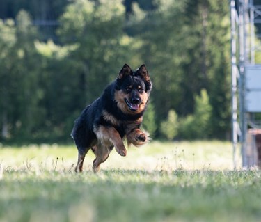 Borys, en Chodský Pes , galopperar över lydnadsplanen.
