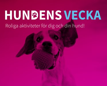 Hundens vecka