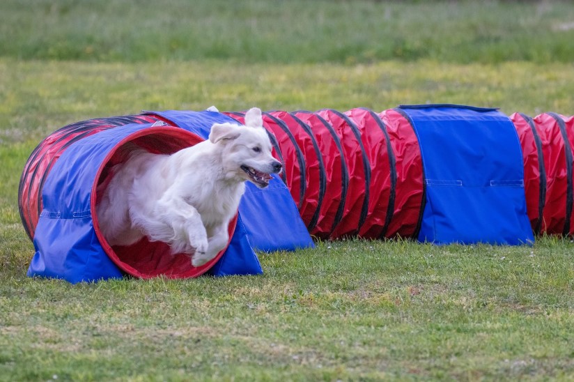 Golden retriever på väg ut ur agilitytunnel