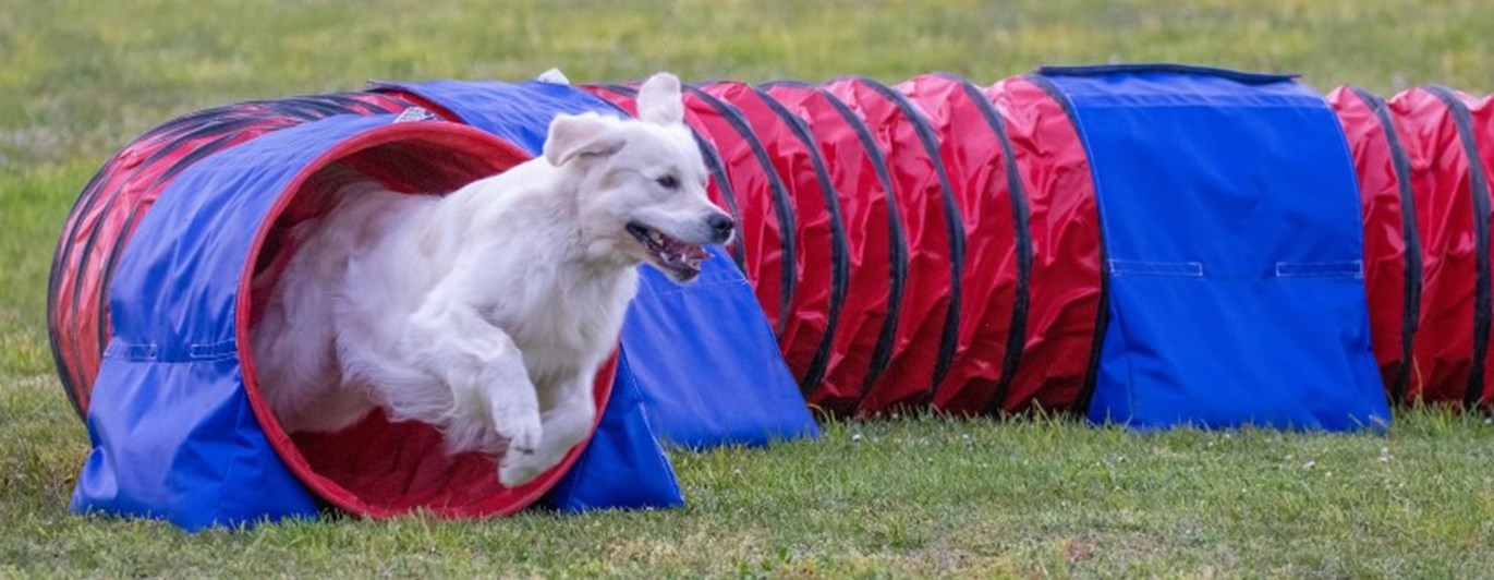 Golden retriever på väg ut ur agilitytunnel