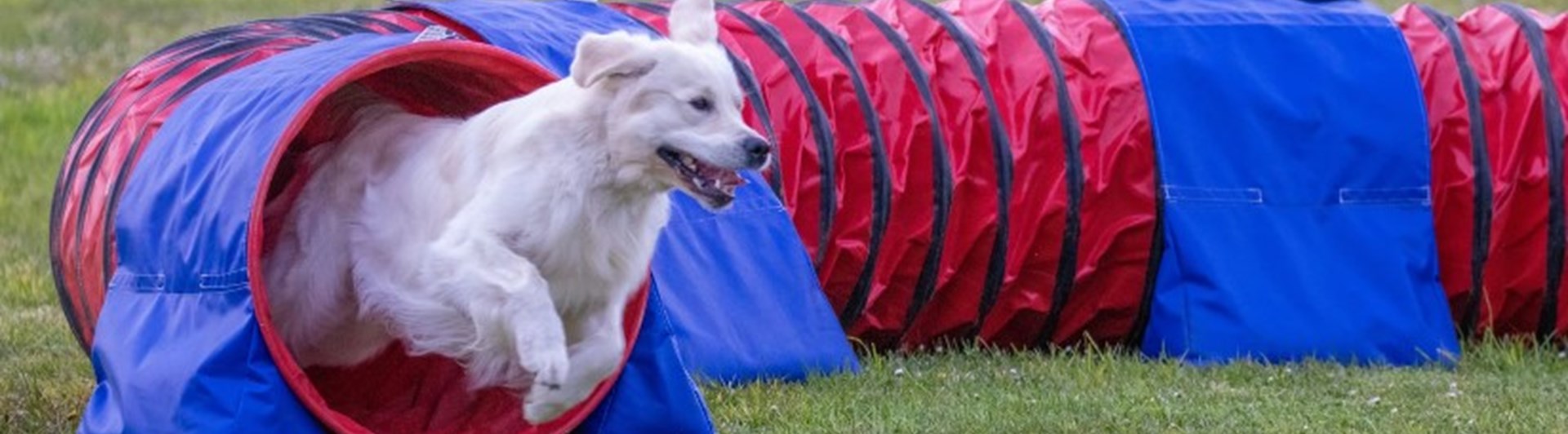 Golden retriever på väg ut ur agilitytunnel