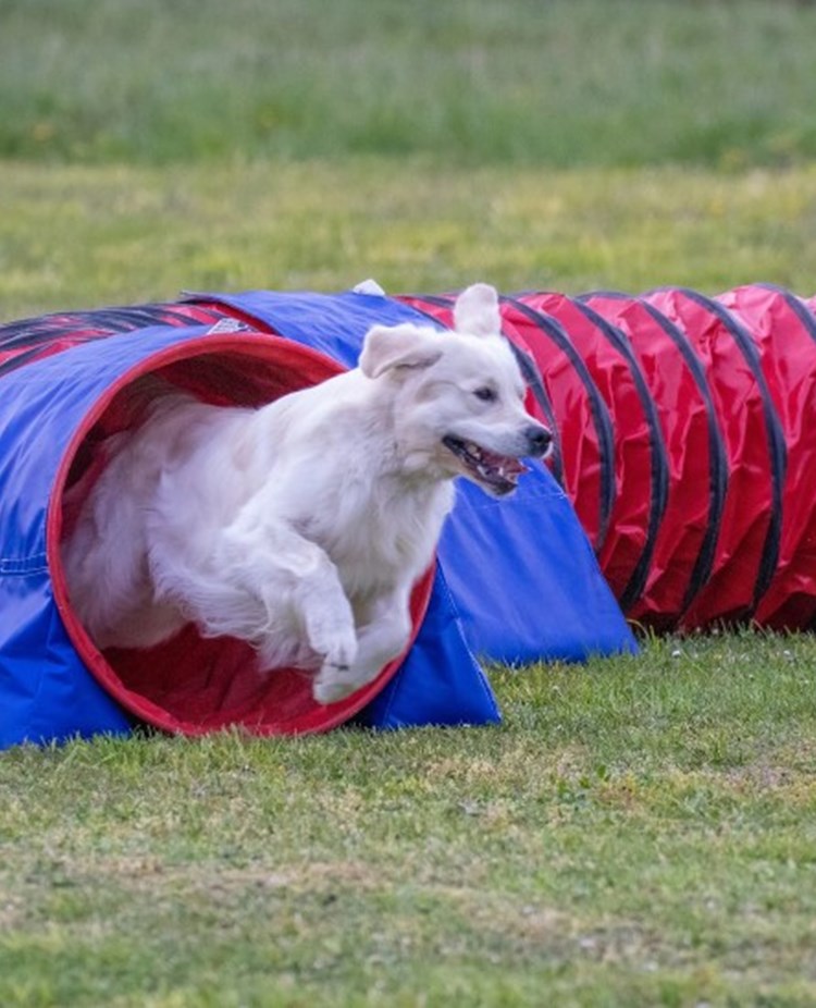 Golden retriever på väg ut ur agilitytunnel