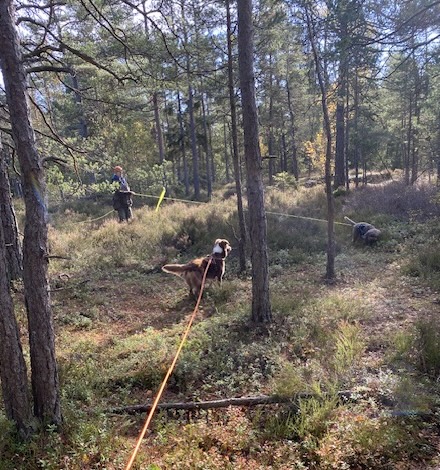 Hund som spårar i skogen