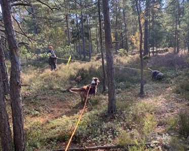 Hund som spårar i skogen
