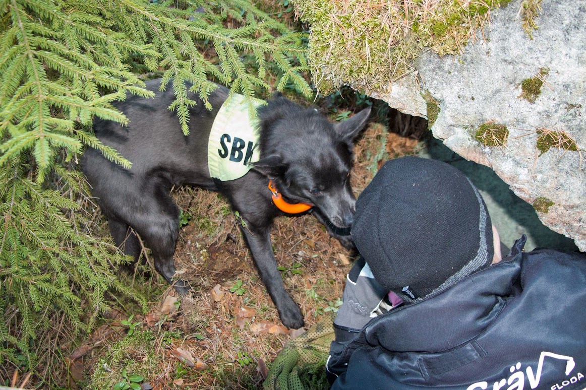 Sökhund hittar figurant i skogen