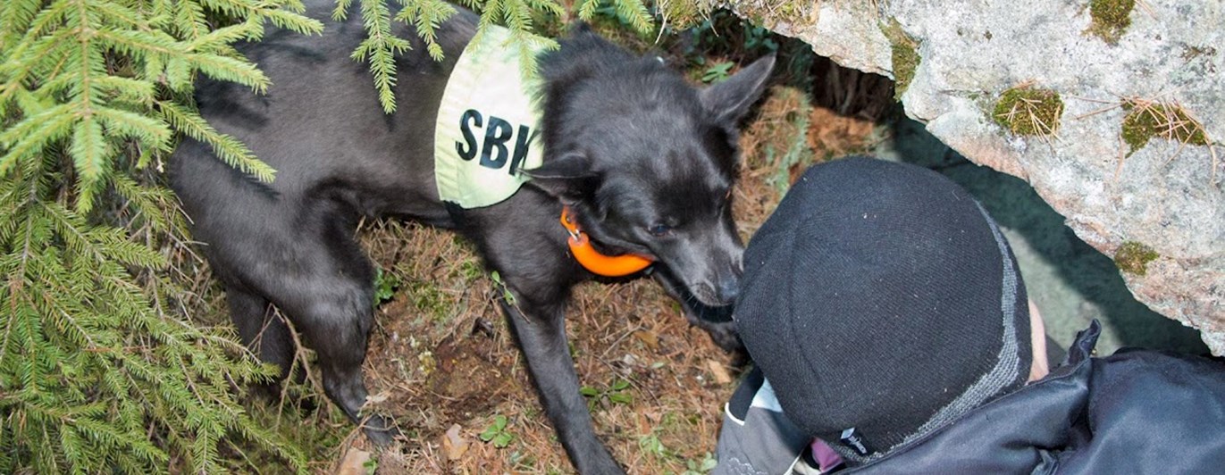 Sökhund hittar figurant i skogen
