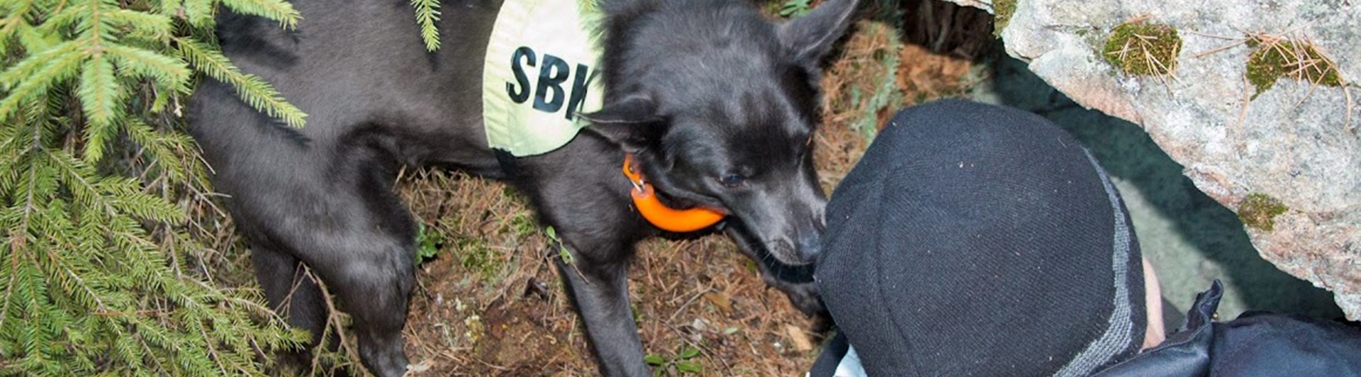 Sökhund hittar figurant i skogen