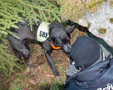 Sökhund hittar figurant i skogen
