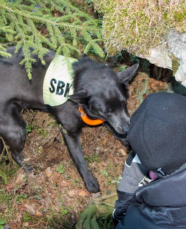 Sökhund hittar figurant i skogen