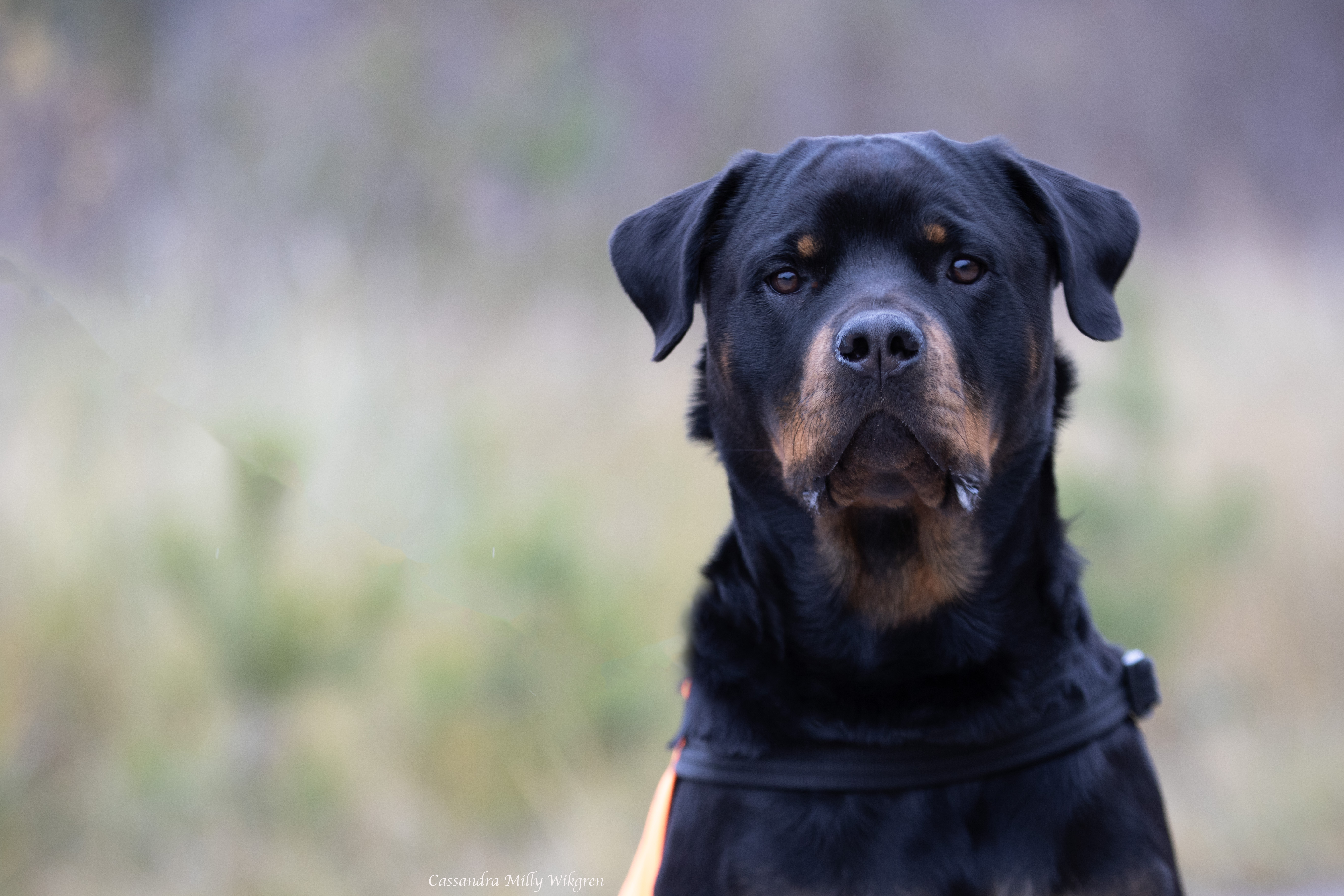 Rottweiler