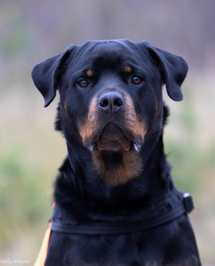 Rottweiler