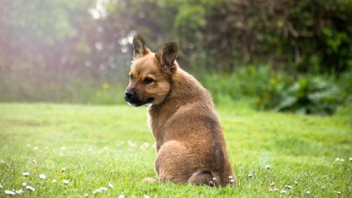 Brun valp som sitter i gräset