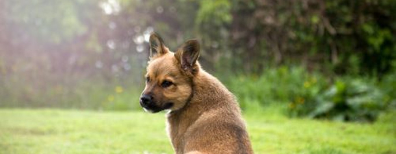 Brun valp som sitter i gräset