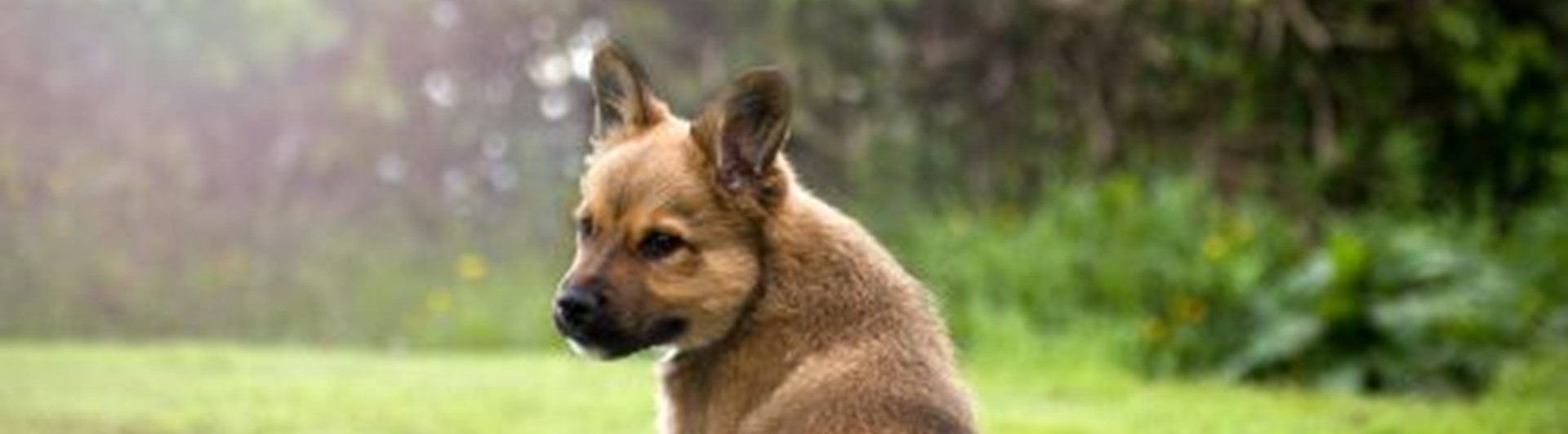 Brun valp som sitter i gräset