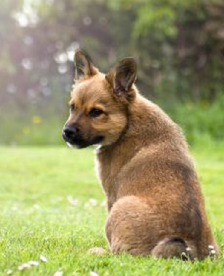 Brun valp som sitter i gräset