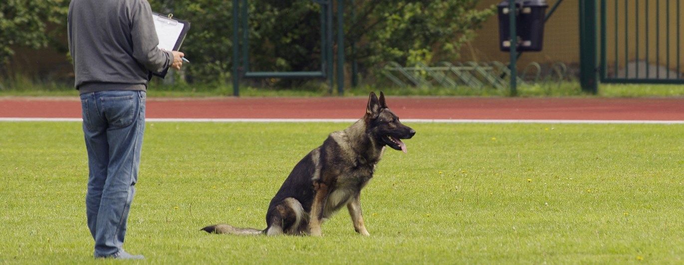 Domare som bedömer schäfer i platssittning