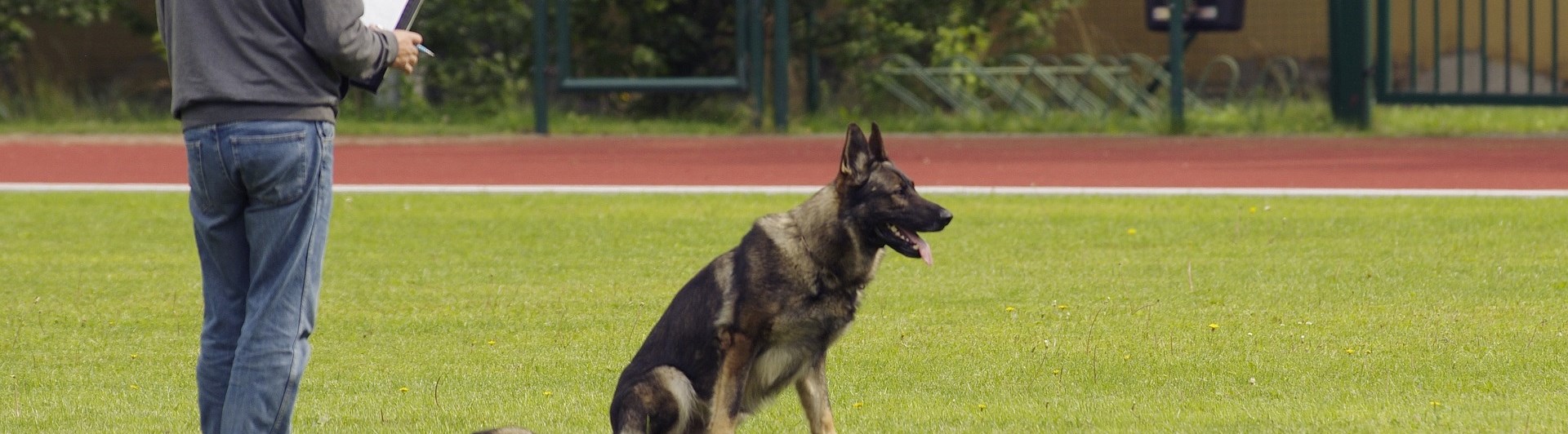 Domare som bedömer schäfer i platssittning