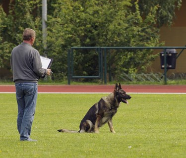 Domare som bedömer schäfer i platssittning