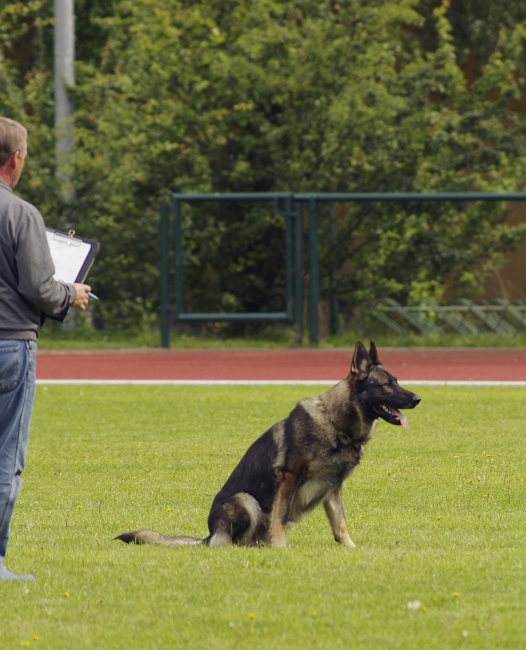 Domare som bedömer schäfer i platssittning