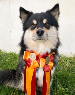 Finsk lapphund poserar framför kameran med två stycken röd/orangea rosetter i halsbandet.