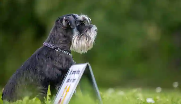 Hunden Mini tränar rallylydnad