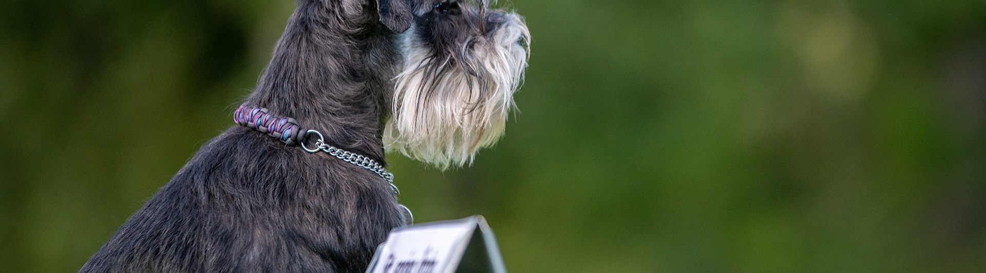 Hunden Mini tränar rallylydnad