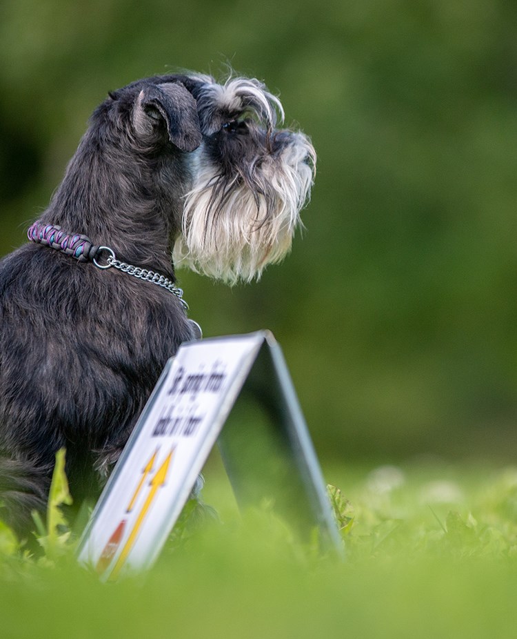 Hunden Mini tränar rallylydnad