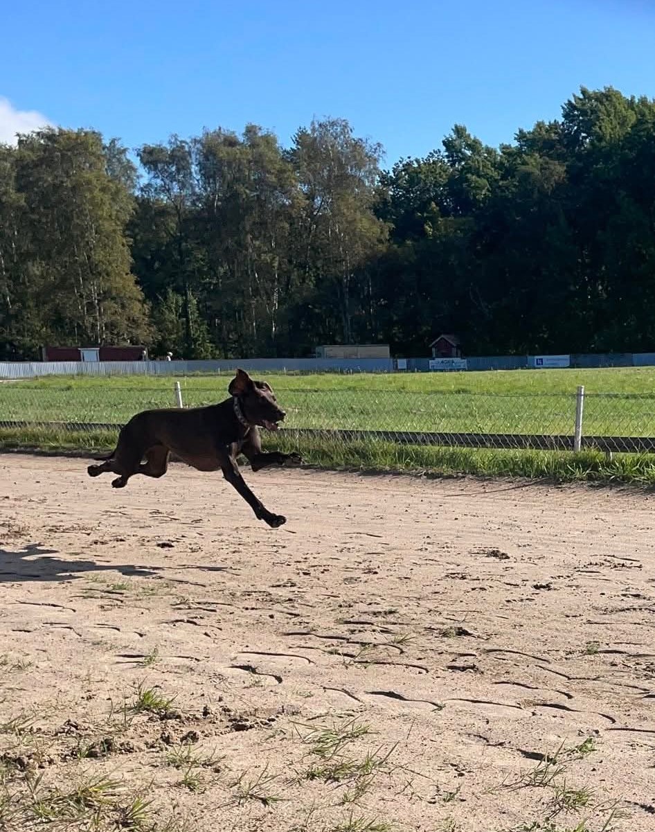 En hund som springer fort på en hundkapplöpningsbana